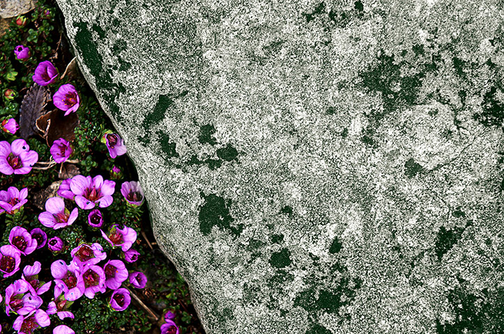 Readers' pictures: Flowers in the Royal Botanic Garden