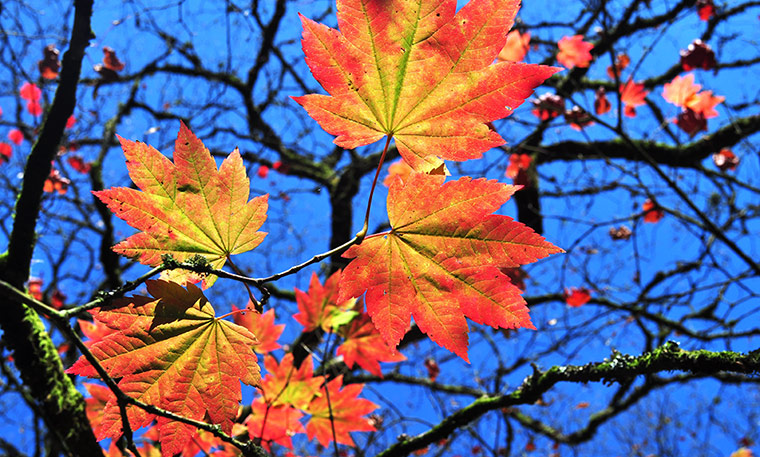 Readers' pictures: Westernbirt Arboretum in Autumn