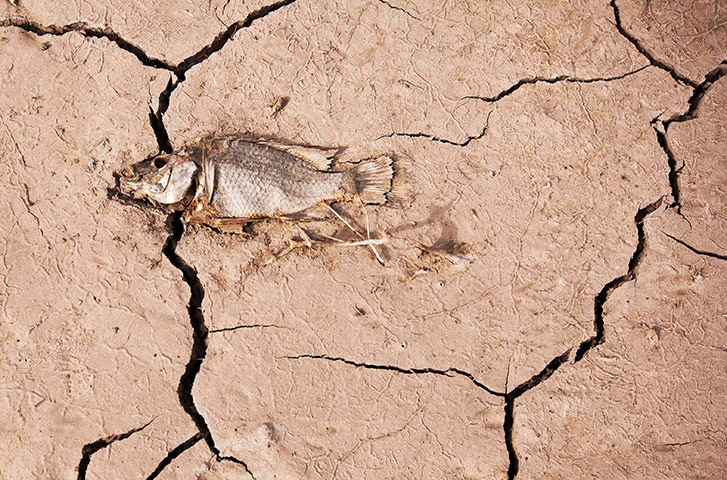 World Water Day: Dead fish lies on cracked earth of La Sorrueda 