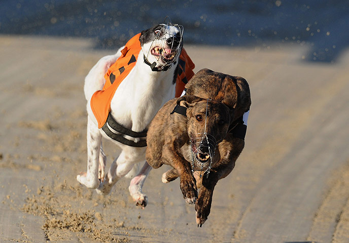 The week in sport: Greyhound Race