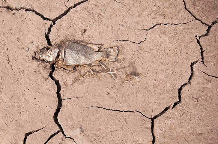 Week in wildlife: Drought in La Sorrueda reservoir at Spain's Canary island of Gran Canaria