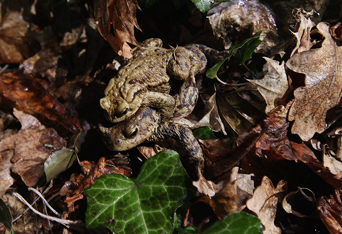 Week in wildlife: Amphibian Migrations Launch In Spring Weather