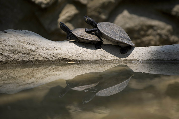 Week in wildlife: Two seized turtles in their cage at the Villa Lorena animal shelter