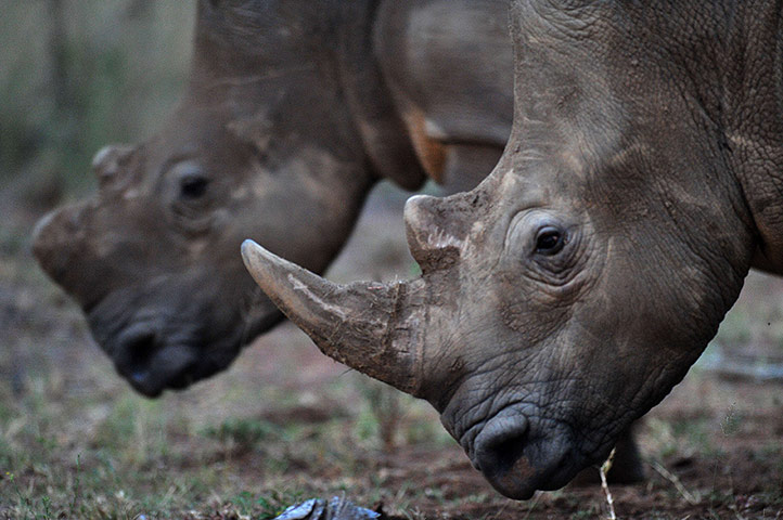 Week in wildlife: Two white rhinoceros walk in Limpopo 