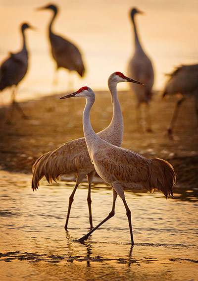 Week in wildlife: a flock of sandhill cranes