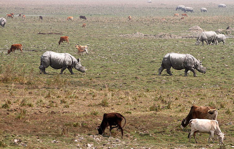 Week in wildlife: Rhinoceros are seen during the rhino census in Pobitora wildlife sanctuary