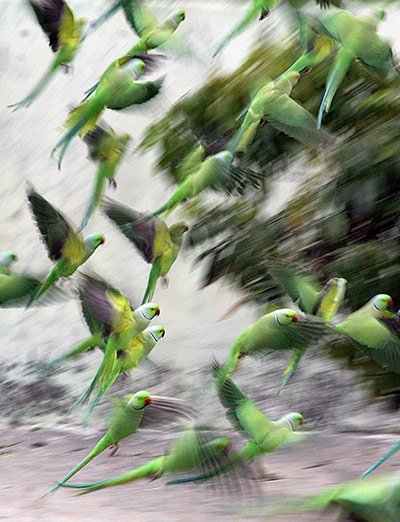 Week in wildlife: Parrots take off at a court yard of a house 