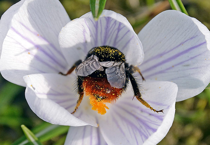 Week in wildlife: On the first day of spring in Germany a bumble bee collects pollen