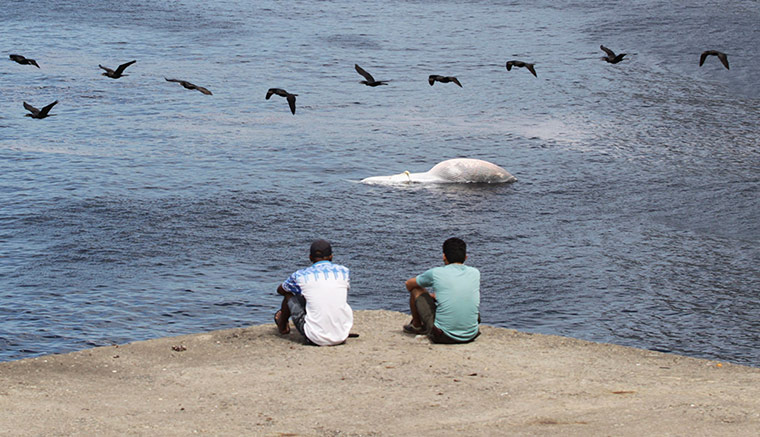 Week in wildlife: Residents look on at a dead Bryde's whale in Rio Brazil