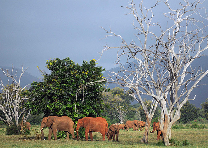 Week in wildlife: Elephants forage in the Tsavo-east National park