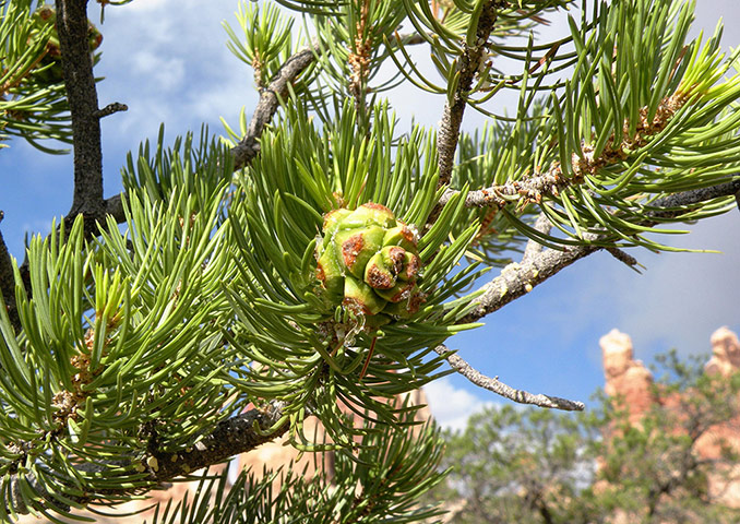 Week in wildlife: Plant life study