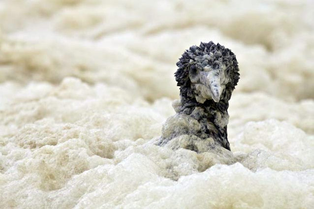 Week in wildlife: juvenile Cape gannet