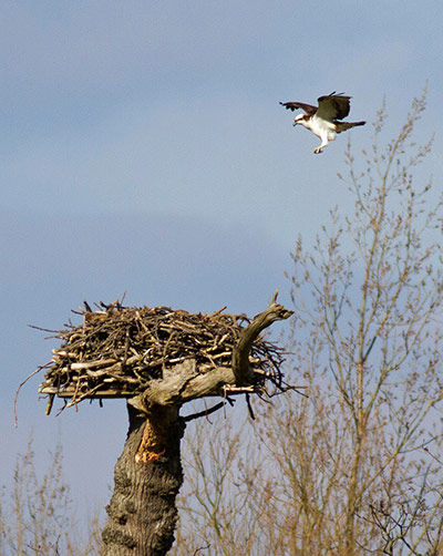 Week in wildlife: male osprey returned to his nest after migration from his West African