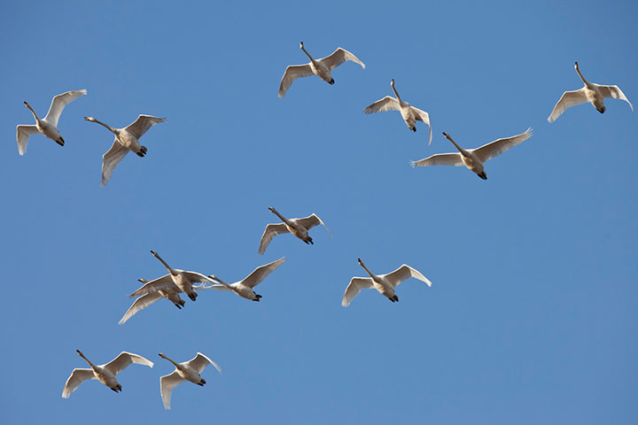 Week in wildlife:  Swans stop off in Fjärås