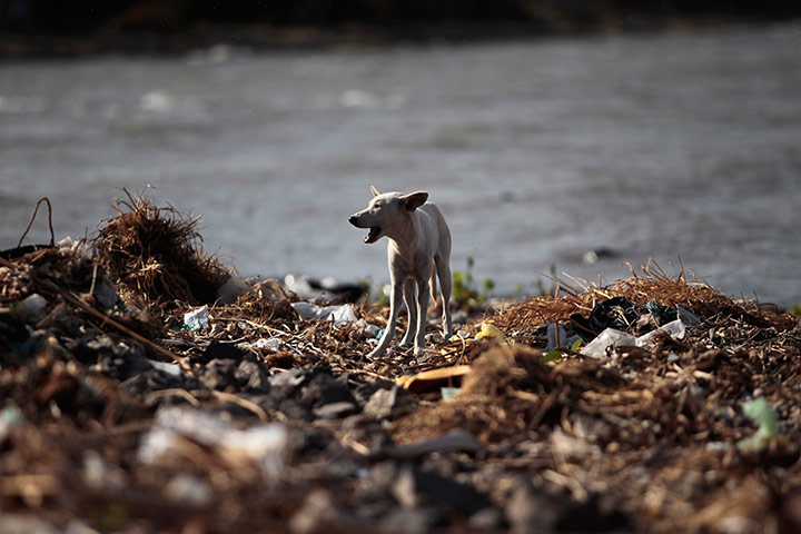 24 Hours: A dog walk amongst garbage on the shore of Cocibolca Lake