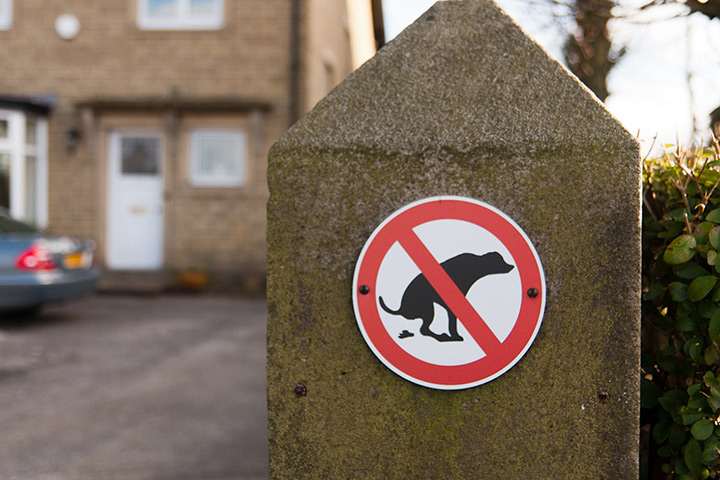 nogger found objects: Bad dog!