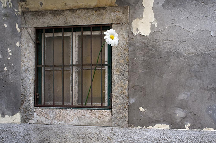 richardbrittain: 1. Daisy