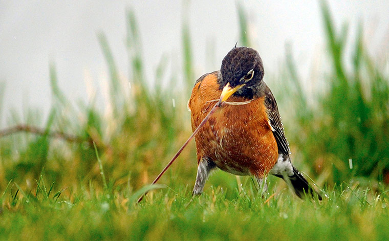 24 hours: A robin pulls a worm from the ground 