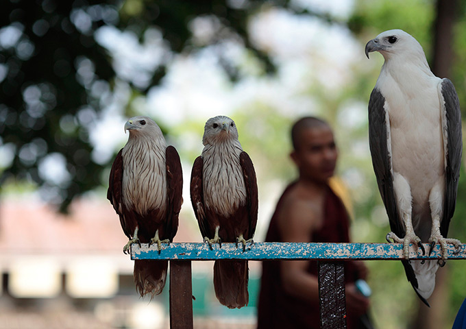 24 hours in pictures: A monk walks past eagles in Rangoon Zoo