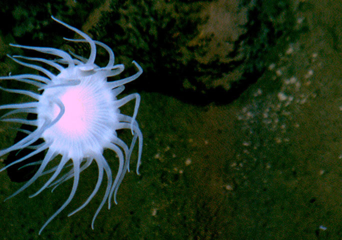 James Cameron: stalked anemone