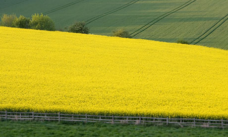 rape seed fields