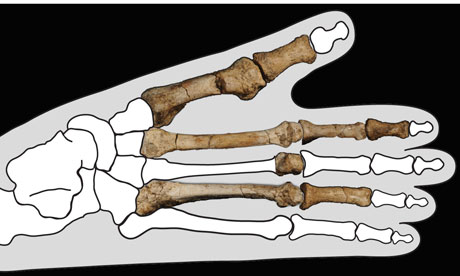Fossil-foot-of-a-pre-huma-008.jpg