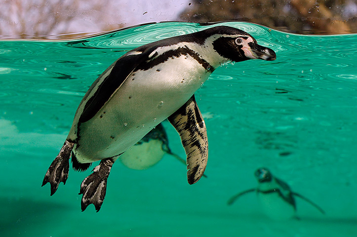 24 hours in pictures: A Humboldt Penguin swims under water after taking a dive