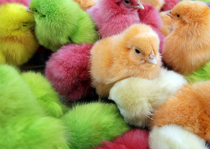 24 hours in pictures: Chicks dyed with artificial colours at street market in Beruit