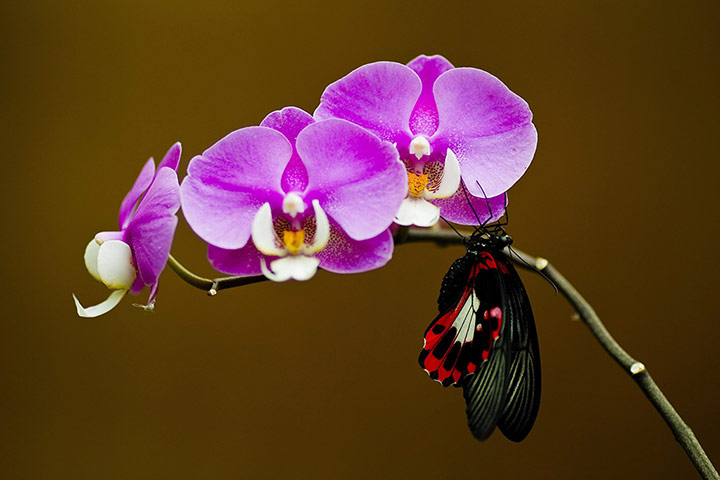 Week in wildlife: BUTTERFLY CENTER IN BENALMADENA