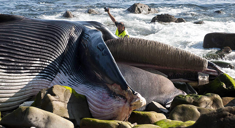 Week in wildlife: DEAD WHALE BEACHED IN ELANTXOBE