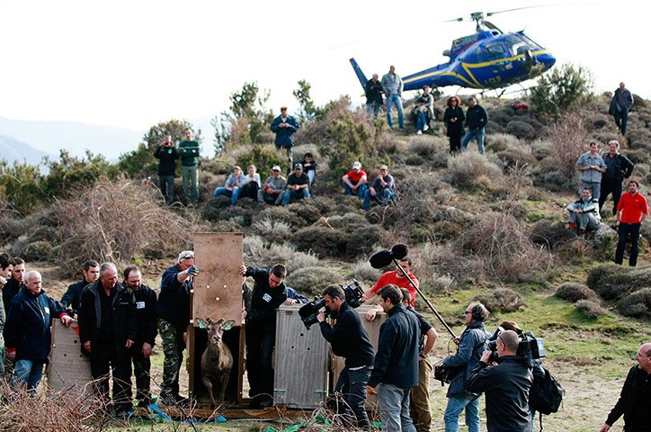 Week in wildlife: A Sardinian-Corsican deer