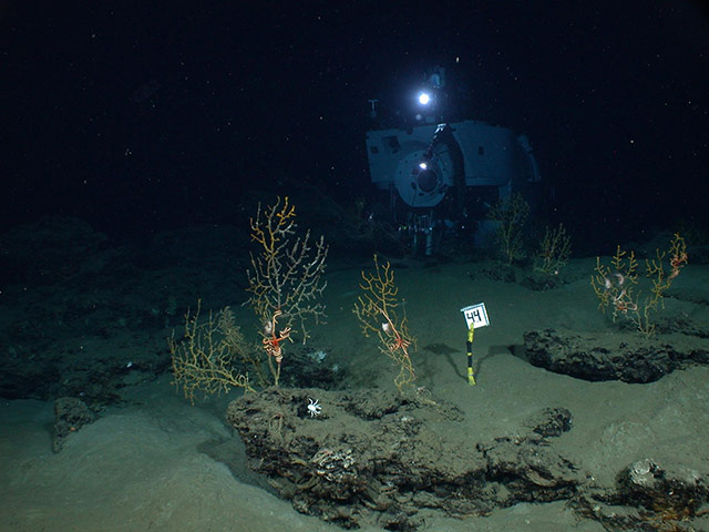 Week in wildlife: Deepwater Horizon oil spill