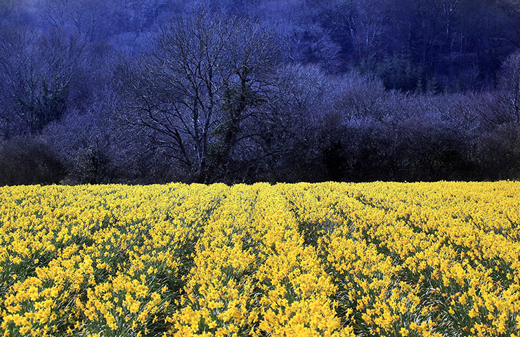 Week in wildlife: Daffodils Are Harvested In Cornwall