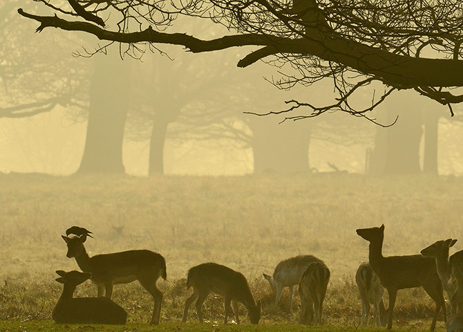 Week in wildlife: A bird sits on the head of a deer shortly after dawn in south west London