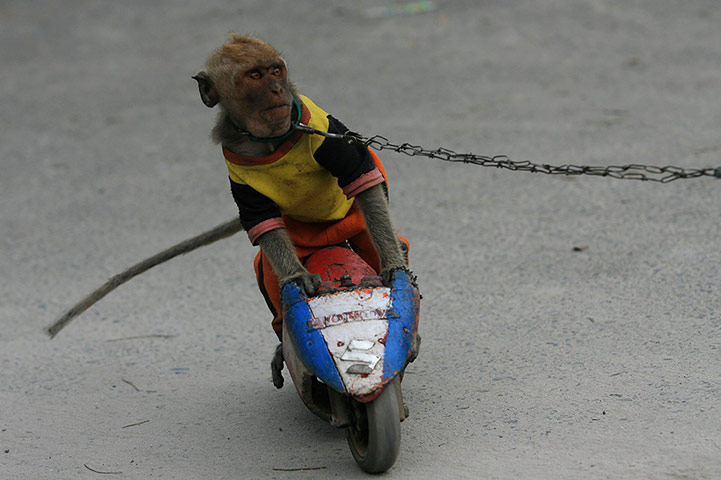 24 Hours: Street Performances By Long-Tailed Macaque in Indonesia