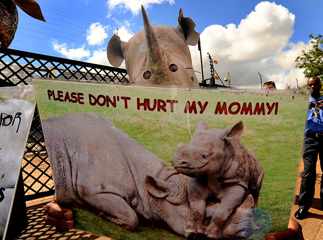 week in wildlife: protest against Rhino poaching outside the Chinese embassy in Pretoria