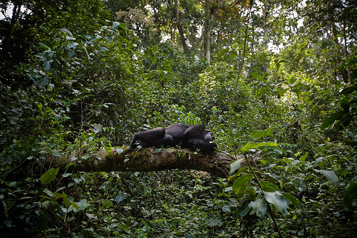 week in wildlife: Kibale Reforestation