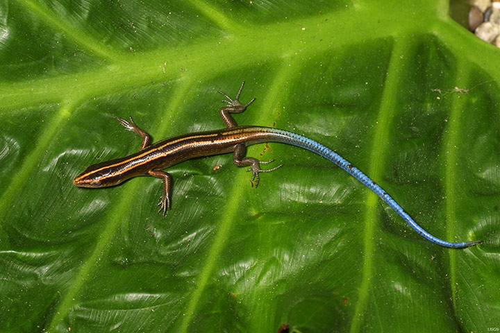 week in wildlife: Copper-Striped Blue-Tailed Skink