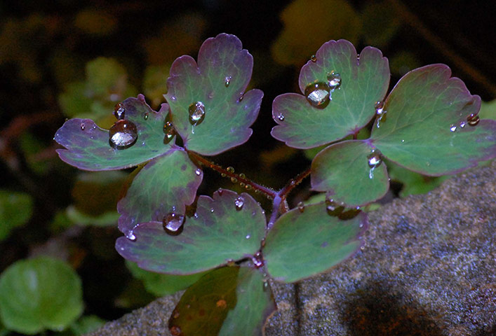 Jewel: I like the way these raindrops at night look like baubles