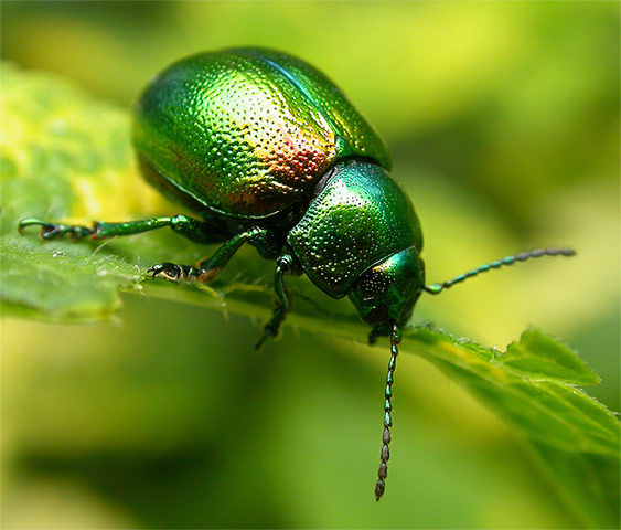 Jewel: Tansy beetle