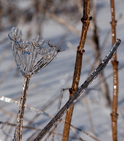 Jewel: Frozen Hemlock glinting in the sun