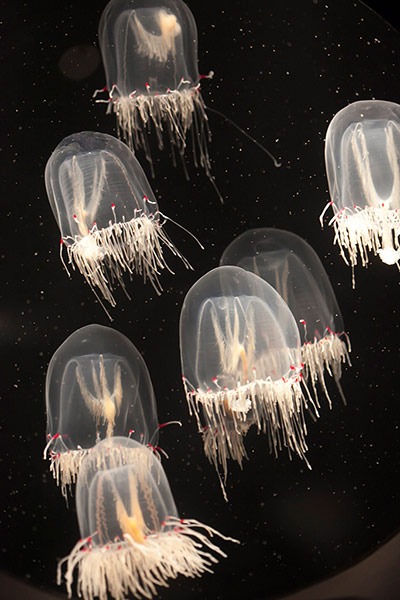 24 hours: Giant Bell Jellies t the Monterey Bay Aquarium