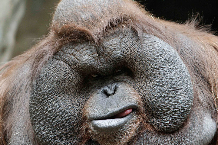 24 hours: Male Bornean orangutan in Moscow City Zoo
