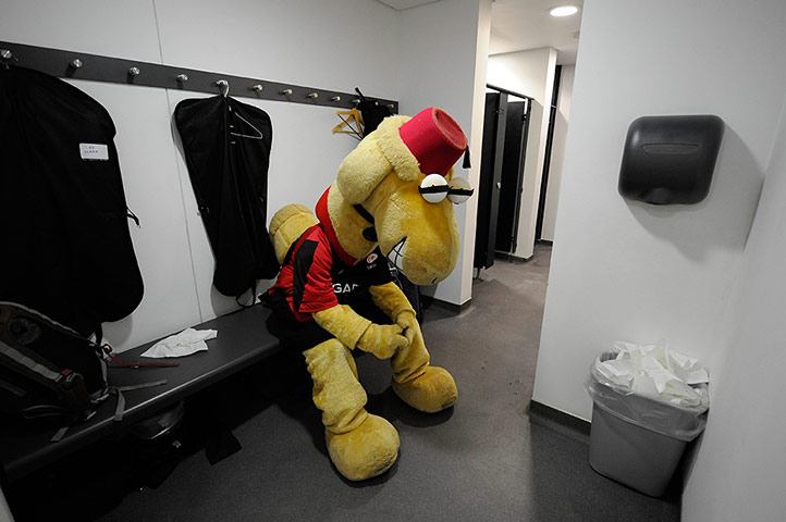 Saracen v Harlequins : A thoughtful Sarrie the camel in his dressing room before kick off