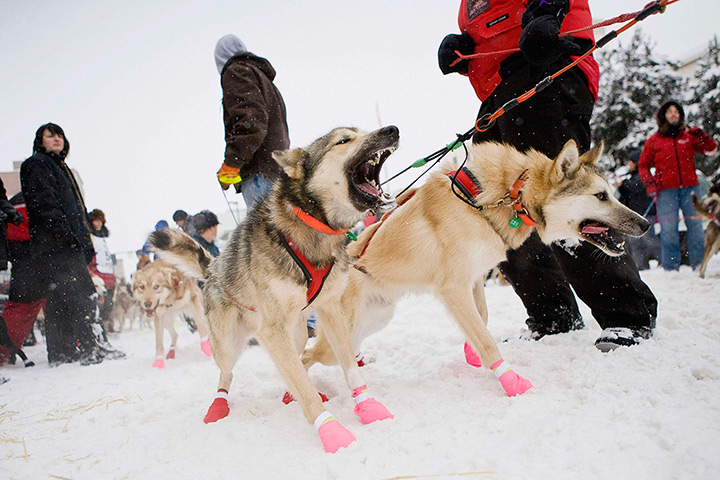 24 hours: Anchorage, USA: Dogs bark before the 40th Iditarod Trail Sled Dog Race 