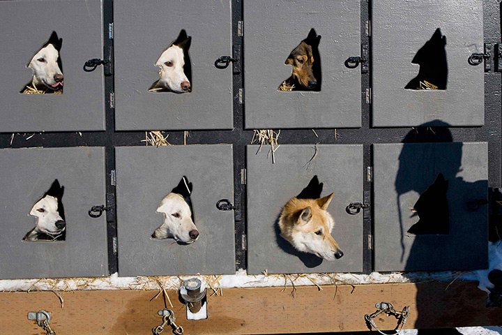 24 hours in pictures: Willow, Alaska: The dog team of Justin Savidis