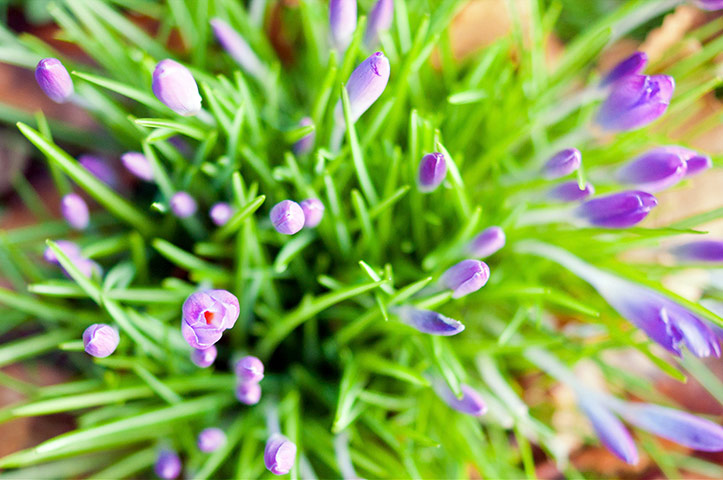 Green Shoots: Sign of spring on flickr group