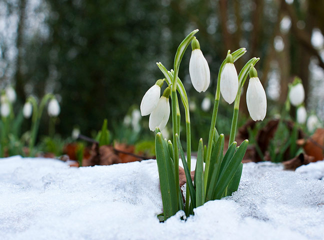 Green Shoots: Sign of spring on flickr group