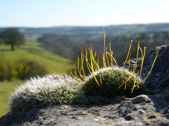 Green Shoots: Sign of spring on flickr group