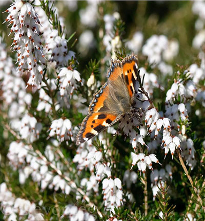 Green Shoots: Sign of spring on flickr group